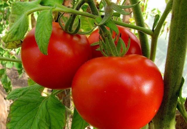 Tomato Astrakhan