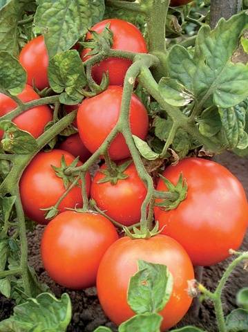 Tomato Astrakhan