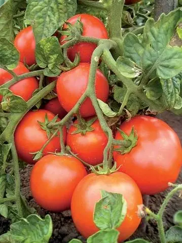 Tomato Astrakhan