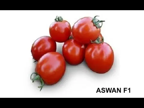 Tomato Asvon F1