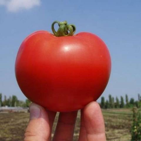 Tomato Asvon F1