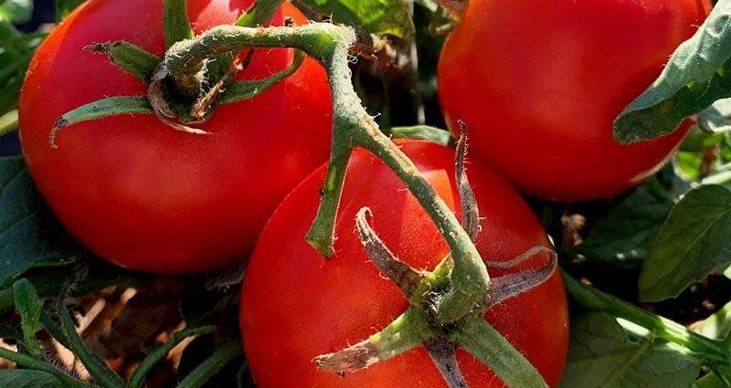 Tomato Aurora