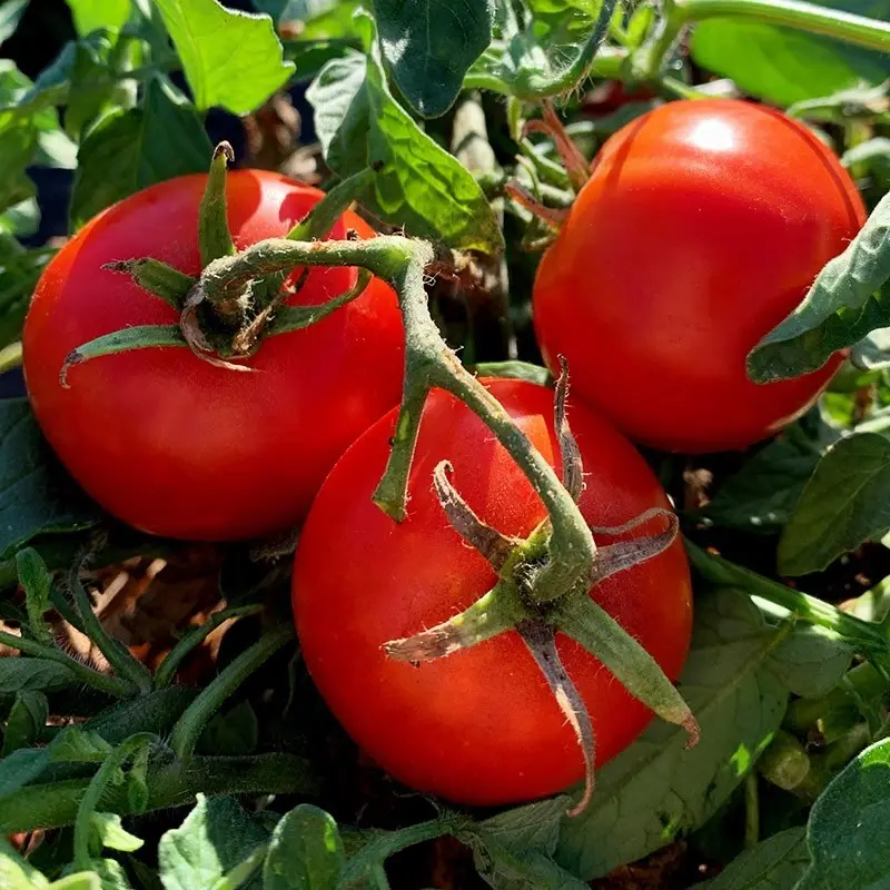 Tomato Aurora