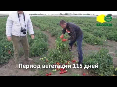 Tomato Azhur - a great variety without flaws