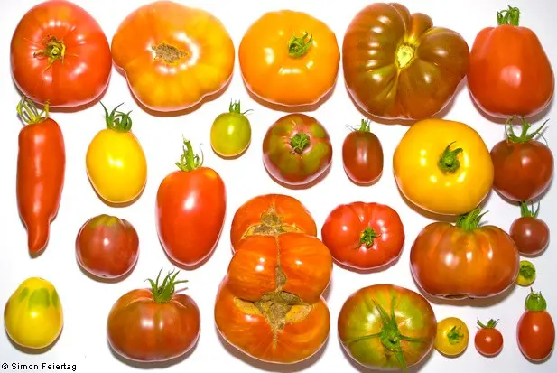 Tomato Azhur &#8211; a great variety without flaws