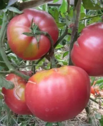 Tomato Babushkin secret: reviews, photos, yield