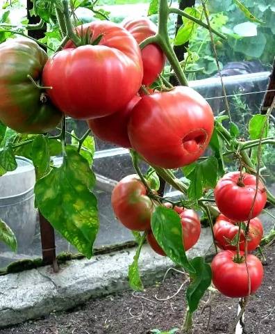 Tomato Babushkin secret: reviews, photos, yield