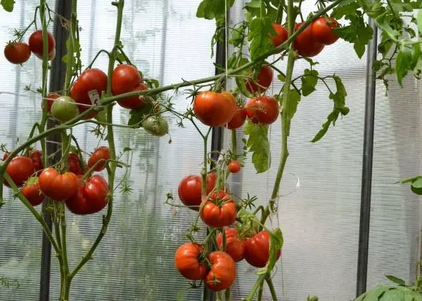 Tomato Babushkin secret: reviews, photos, yield