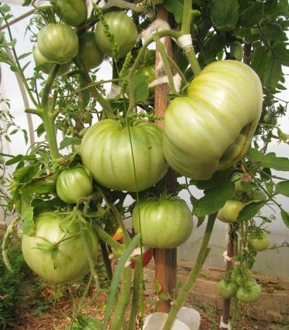 Tomato Babushkin secret: reviews, photos, yield