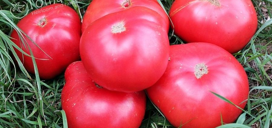 Tomato Babushkin secret: reviews, photos, yield