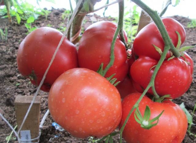 Tomato Babushkino: reviews, photos, yield