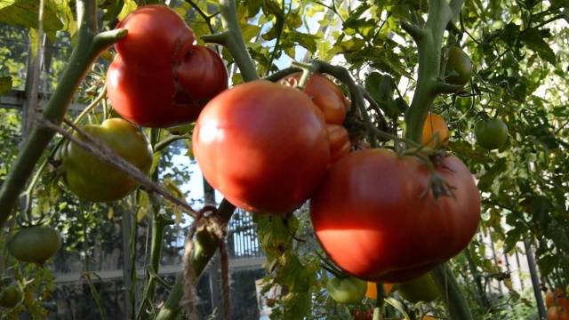 Tomato Babushkino: reviews, photos, yield