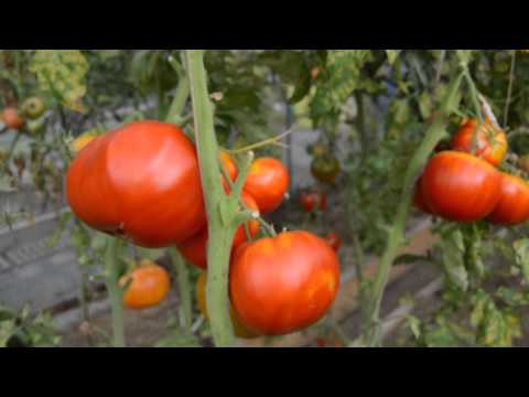 Tomato Babushkino: reviews, photos, yield