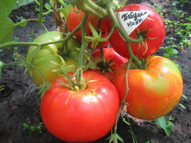 Tomato Babushkino: reviews, photos, yield