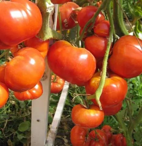 Tomato Babushkino: reviews, photos, yield