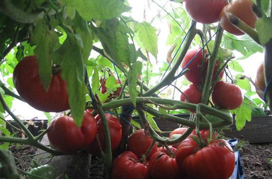 Tomato Babushkino: reviews, photos, yield