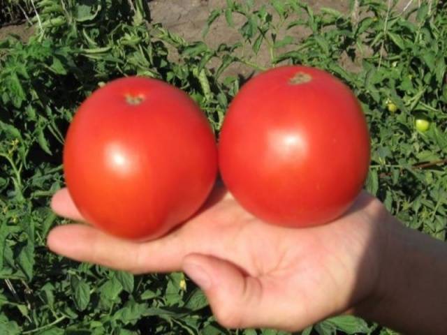 Tomato Bagira F1