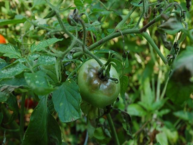 Tomato Bagira F1