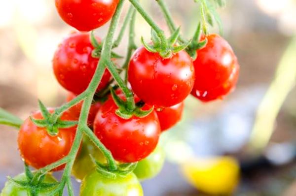 Tomato balcony miracle: how to grow and care