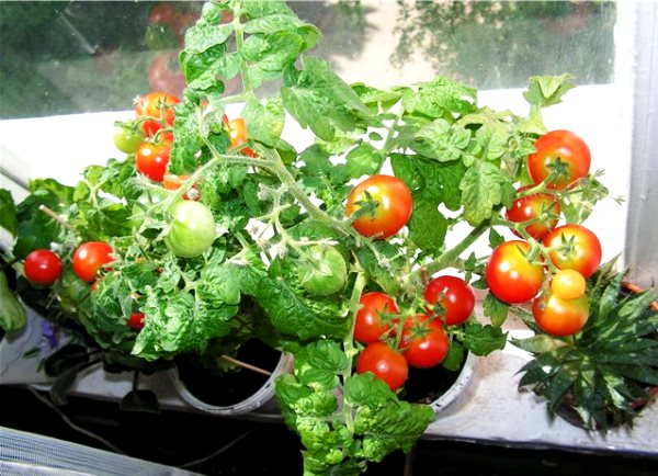 Tomato balcony miracle: how to grow and care