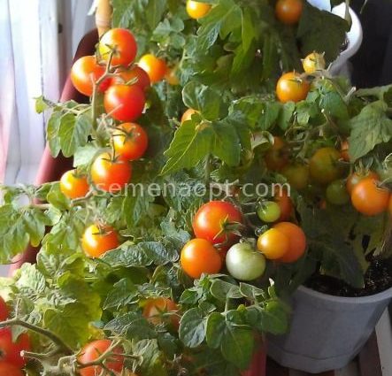 Tomato balcony miracle: how to grow and care