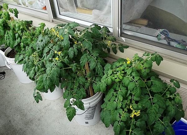 Tomato balcony miracle: how to grow and care