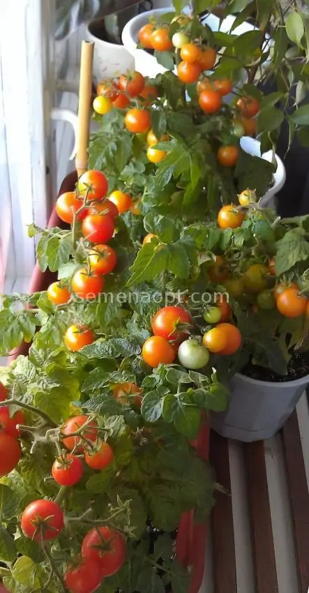 Tomato balcony miracle: how to grow and care