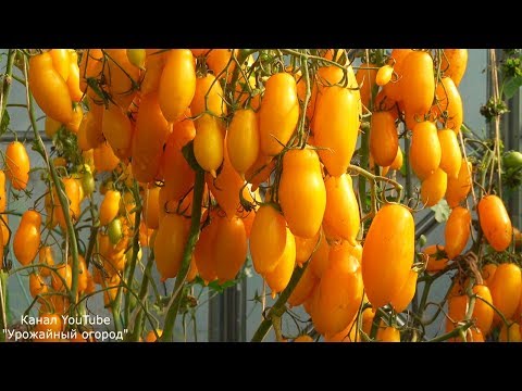 Tomato Banana legs: characteristics and description of the variety