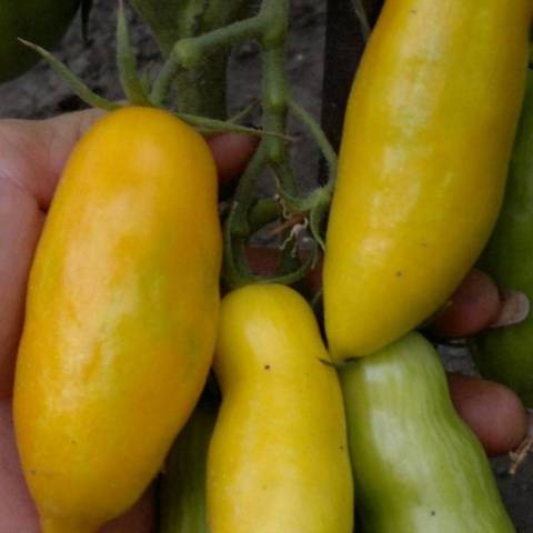 Tomato Banana legs: characteristics and description of the variety