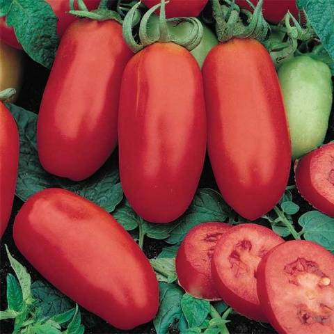 Tomato Banana red: characteristics and description of the variety