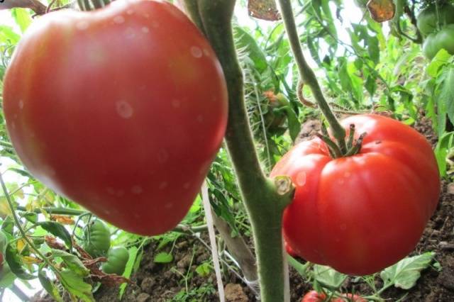 Tomato Batyanya: characteristics and description of the variety