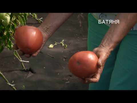 Tomato Batyanya: characteristics and description of the variety