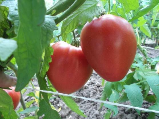 Tomato Batyanya: characteristics and description of the variety