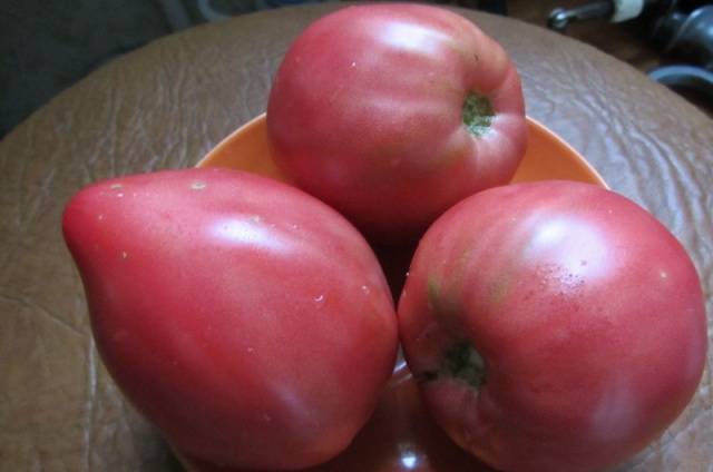 Tomato Batyanya: characteristics and description of the variety