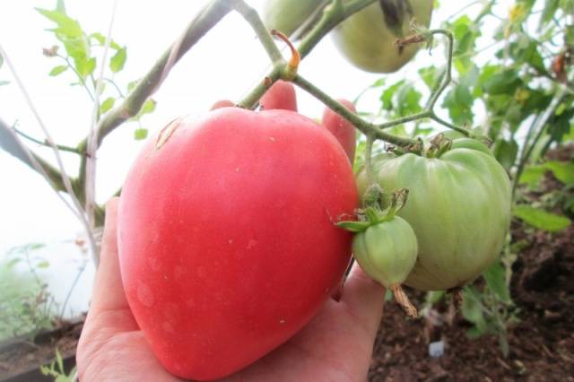 Tomato Batyanya: characteristics and description of the variety