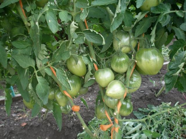 Tomato Batyanya: characteristics and description of the variety