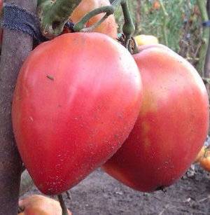 Tomato Batyanya: characteristics and description of the variety