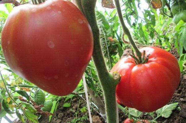 Tomato Batyanya: characteristics and description of the variety