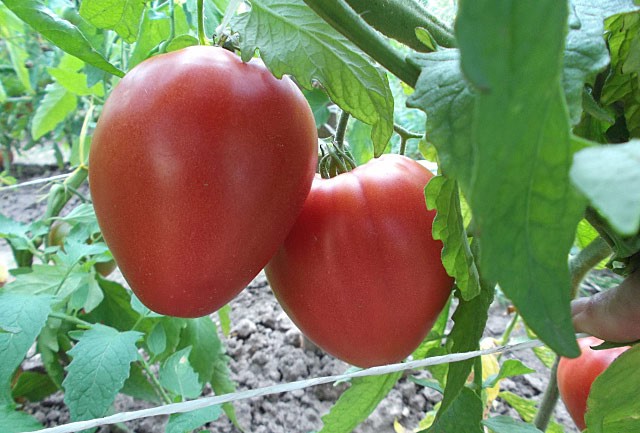 Tomato Batyanya: selection, varietal characteristics, taste and use of fruits + subtleties of agricultural technology of culture