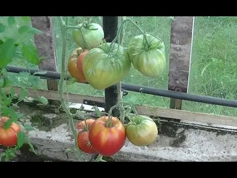 Tomato Batyanya: selection, varietal characteristics, taste and use of fruits + subtleties of agricultural technology of culture