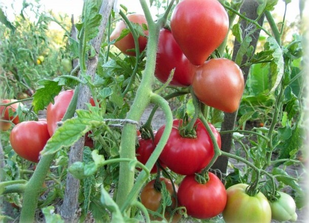 Tomato Batyanya: selection, varietal characteristics, taste and use of fruits + subtleties of agricultural technology of culture