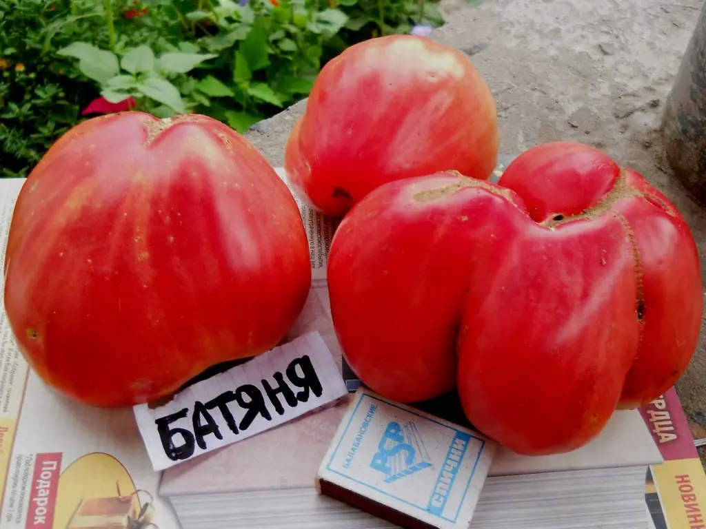 Tomato Batyanya: selection, varietal characteristics, taste and use of fruits + subtleties of agricultural technology of culture