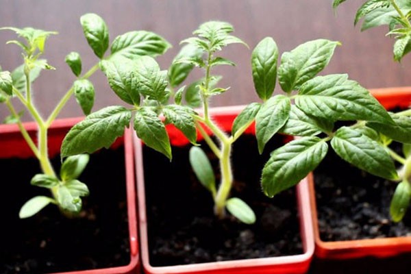 Tomato Batyanya: selection, varietal characteristics, taste and use of fruits + subtleties of agricultural technology of culture