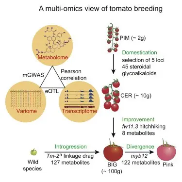 Tomato Batyanya: selection, varietal characteristics, taste and use of fruits + subtleties of agricultural technology of culture