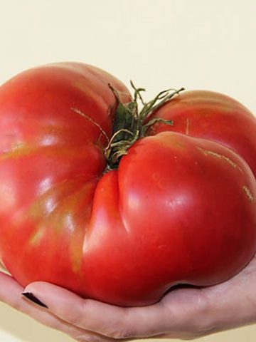 Tomato Bears blood: characteristics and description of the variety