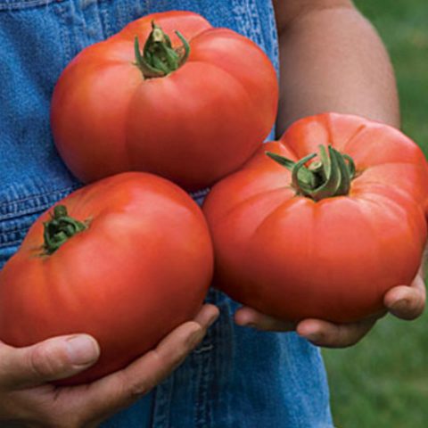 Tomato Bears blood: characteristics and description of the variety