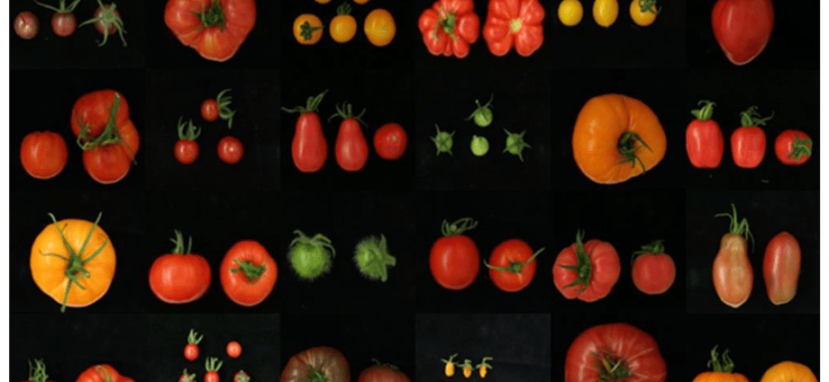 Tomato Bear&#8217;s blood: characteristics and description of the variety