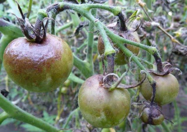 Tomato Beefsteak: reviews + photos