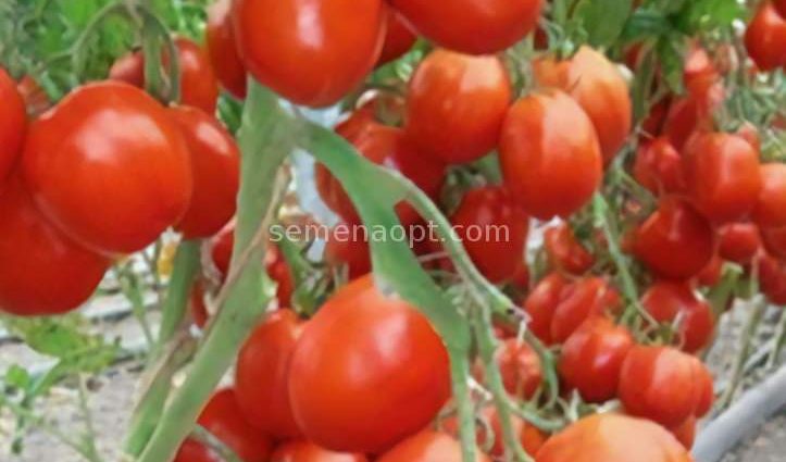 Tomato Benito F1: reviews, photos, yield