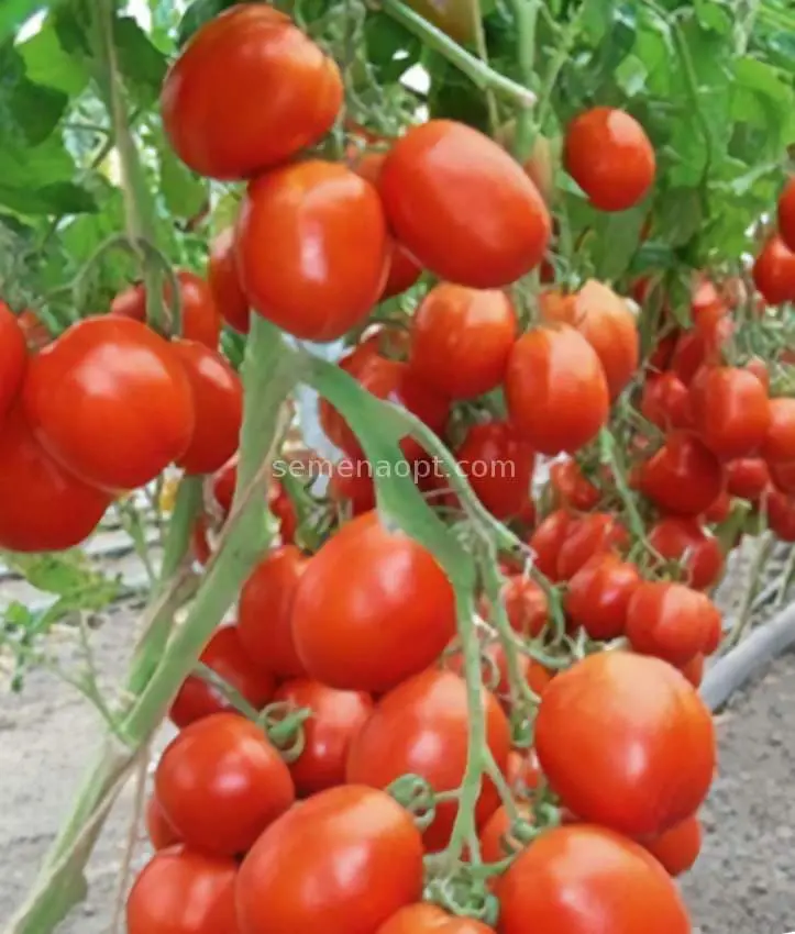 Tomato Benito F1: reviews, photos, yield